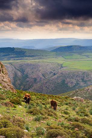 Cows grazing on Perdedu Mount in the Barbagia of Seulo. It is located in the National Park of Gennargentu and Gulf of Orosei. Barbagia di Seulo, Seulo, Cagliari, Sardegna, Sardinia, Italy, Italia
 