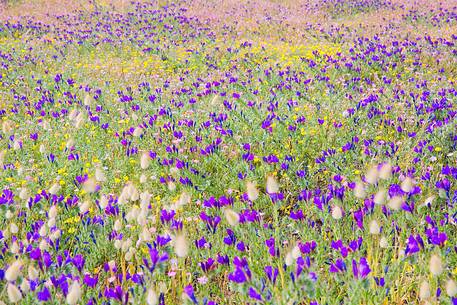 Colored blooming along the Poetto beach in Cagliari