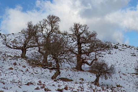 The sardinian cold winter in the Barbagia of Seulo