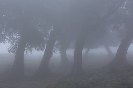Atmosphere and fog at Monte Perdedu