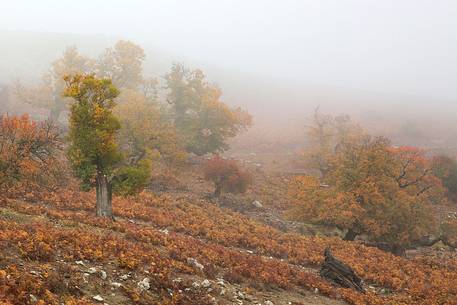 Atmosphere and fog at Monte Perdedu