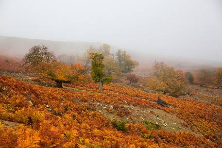 Atmosphere and fog at Monte Perdedu