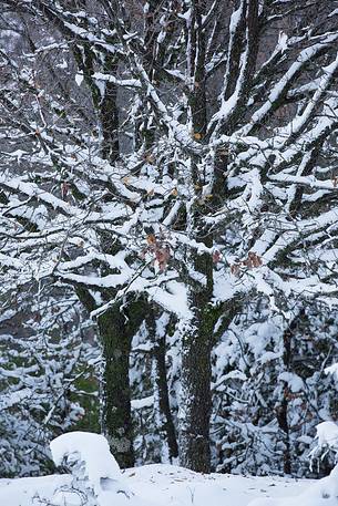 Snow cloaked in white landscape in the Barbagia of Sardinia. The trees alone or in small groups are like living sculptures in a landscape fairy Snow cloaked in white landscape in the Barbagia of Sardinia. The trees alone or in small groups are like living sculptures in a landscape fairy