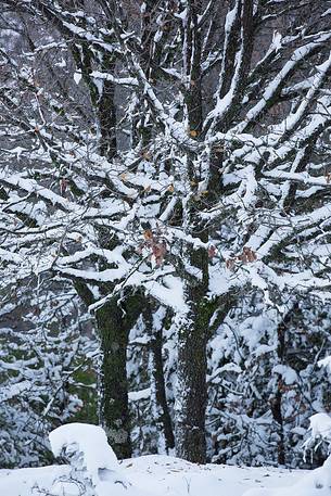 Snow cloaked in white landscape in the Barbagia of Sardinia. The trees alone or in small groups are like living sculptures in a landscape fairy