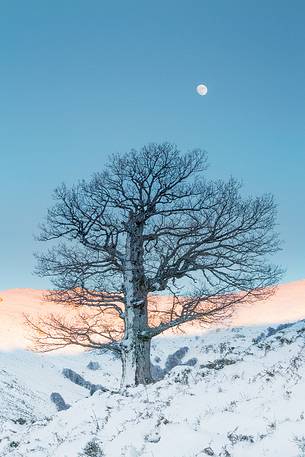 Snow cloaked in white landscape in the Barbagia of Sardinia. The trees alone or in small groups are like living sculptures in a landscape fairy Snow cloaked in white landscape in the Barbagia of Sardinia. The trees alone or in small groups are like living sculptures in a landscape fairy