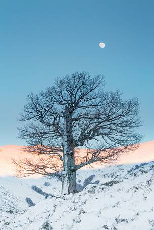 Snow cloaked in white landscape in the Barbagia of Sardinia. The trees alone or in small groups are like living sculptures in a landscape fairy