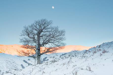 Snow cloaked in white landscape in the Barbagia of Sardinia. The trees alone or in small groups are like living sculptures in a landscape fairy