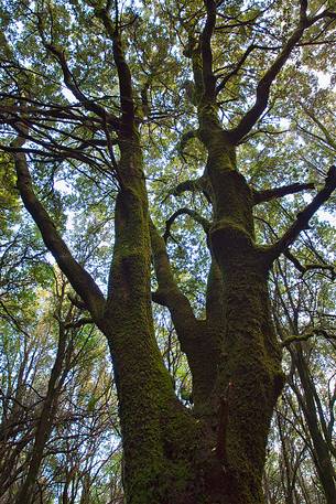 The trees alone or in small groups are like living sculptures in a landscape fairy, Sulcis-Iglesiente, Sardinia, Italy The trees alone or in small groups are like living sculptures in a landscape fairy, Sulcis-Iglesiente, Sardinia, Italy