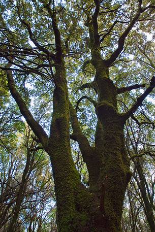 The trees alone or in small groups are like living sculptures in a landscape fairy, Sulcis-Iglesiente, Sardinia, Italy