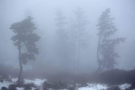 Snow cloaked in white landscape in the Barbagia of Sardinia. The trees alone or in small groups are like living sculptures in a landscape fairy Snow cloaked in white landscape in the Barbagia of Sardinia. The trees alone or in small groups are like living sculptures in a landscape fairy