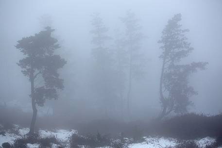 Snow cloaked in white landscape in the Barbagia of Sardinia. The trees alone or in small groups are like living sculptures in a landscape fairy