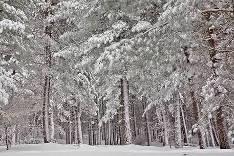 Snow cloaked in white landscape in the Barbagia of Sardinia. The trees alone or in small groups are like living sculptures in a landscape fairy