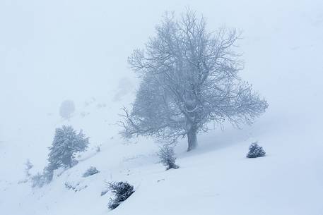 Snow cloaked in white landscape in the Barbagia of Sardinia. The trees alone or in small groups are like living sculptures in a landscape fairy