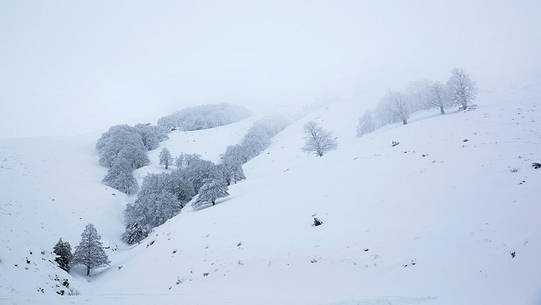 Snow cloaked in white landscape in the Barbagia of Sardinia. The trees alone or in small groups are like living sculptures in a landscape fairy