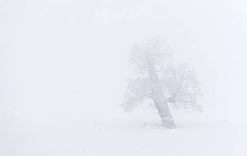 Snow cloaked in white landscape in the Barbagia of Sardinia. The trees alone or in small groups are like living sculptures in a landscape fairy