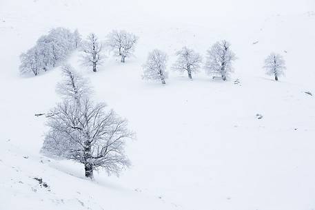 Snow cloaked in white landscape in the Barbagia of Sardinia. The trees alone or in small groups are like living sculptures in a landscape fairy Snow cloaked in white landscape in the Barbagia of Sardinia. The trees alone or in small groups are like living sculptures in a landscape fairy