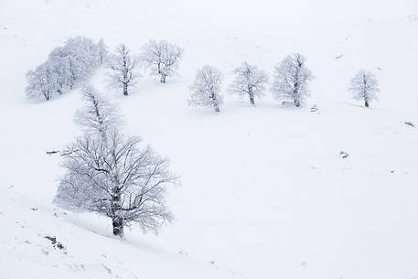 Snow cloaked in white landscape in the Barbagia of Sardinia. The trees alone or in small groups are like living sculptures in a landscape fairy