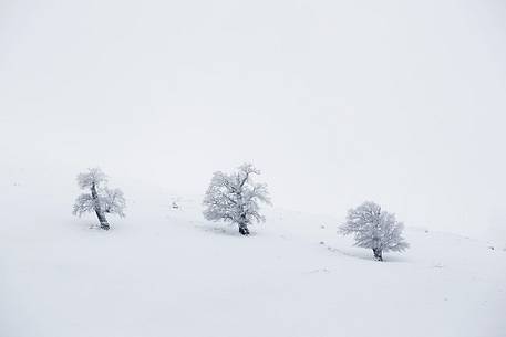 Snow cloaked in white landscape in the Barbagia of Sardinia. The trees alone or in small groups are like living sculptures in a landscape fairy