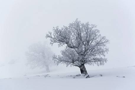 Snow cloaked in white landscape in the Barbagia of Sardinia. The trees alone or in small groups are like living sculptures in a landscape fairy