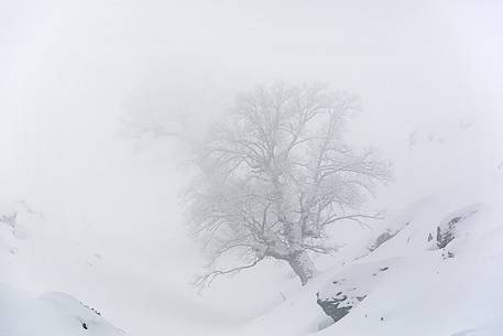 Snow cloaked in white landscape in the Barbagia of Sardinia. The trees alone or in small groups are like living sculptures in a landscape fairy