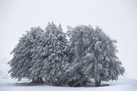 Snow cloaked in white landscape in the Barbagia of Sardinia. The trees alone or in small groups are like living sculptures in a landscape fairy Snow cloaked in white landscape in the Barbagia of Sardinia. The trees alone or in small groups are like living sculptures in a landscape fairy