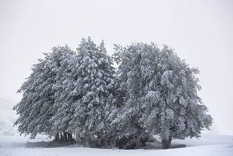 Snow cloaked in white landscape in the Barbagia of Sardinia. The trees alone or in small groups are like living sculptures in a landscape fairy