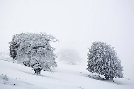 Snow cloaked in white landscape in the Barbagia of Sardinia. The trees alone or in small groups are like living sculptures in a landscape fairy Snow cloaked in white landscape in the Barbagia of Sardinia. The trees alone or in small groups are like living sculptures in a landscape fairy