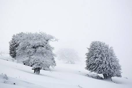 Snow cloaked in white landscape in the Barbagia of Sardinia. The trees alone or in small groups are like living sculptures in a landscape fairy