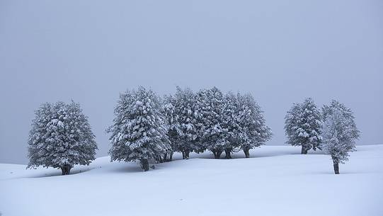 Snow cloaked in white landscape in the Barbagia of Sardinia. The trees alone or in small groups are like living sculptures in a landscape fairy Snow cloaked in white landscape in the Barbagia of Sardinia. The trees alone or in small groups are like living sculptures in a landscape fairy
