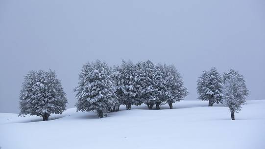 Snow cloaked in white landscape in the Barbagia of Sardinia. The trees alone or in small groups are like living sculptures in a landscape fairy