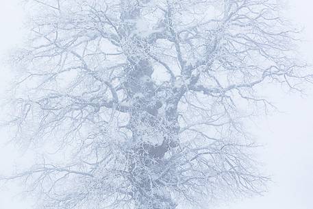 Snow cloaked in white landscape in the Barbagia of Sardinia. The trees alone or in small groups are like living sculptures in a landscape fairy