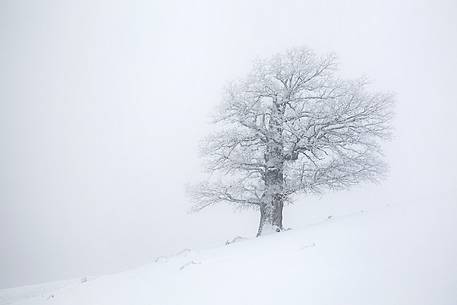 Snow cloaked in white landscape in the Barbagia of Sardinia. The trees alone or in small groups are like living sculptures in a landscape fairy Snow cloaked in white landscape in the Barbagia of Sardinia. The trees alone or in small groups are like living sculptures in a landscape fairy
