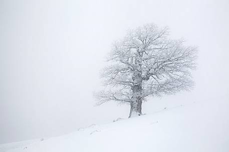 Snow cloaked in white landscape in the Barbagia of Sardinia. The trees alone or in small groups are like living sculptures in a landscape fairy