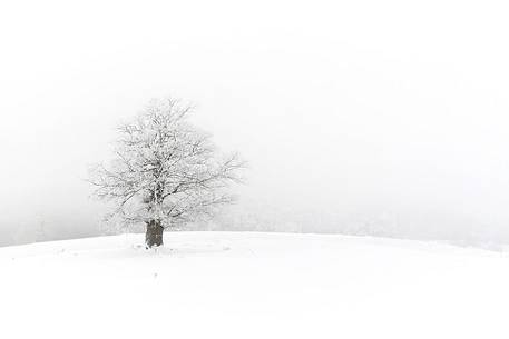 Snow cloaked in white landscape in the Barbagia of Sardinia. The trees alone or in small groups are like living sculptures in a landscape fairy