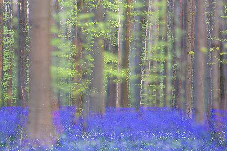 Hallerbos is a public forest. It is administered by the Agency for Nature and Forest management. Hallerbos: an ancient forest with young trees and lots of bluebells.