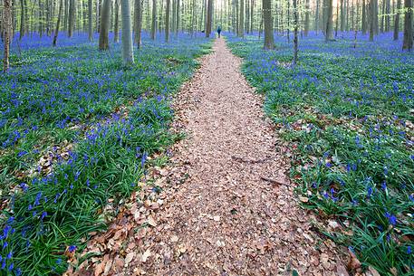 Hallerbos is a public forest. It is administered by the Agency for Nature and Forest management. Hallerbos: an ancient forest with young trees and lots of bluebells.