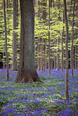 Hallerbos is a public forest. It is administered by the Agency for Nature and Forest management. Hallerbos: an ancient forest with young trees and lots of bluebells. Hallerbos is a public forest. It is administered by the Agency for Nature and Forest management. Hallerbos: an ancient forest with young trees and lots of bluebells.