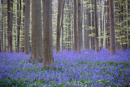 Hallerbos is a public forest. It is administered by the Agency for Nature and Forest management. Hallerbos: an ancient forest with young trees and lots of bluebells. Hallerbos is a public forest. It is administered by the Agency for Nature and Forest management. Hallerbos: an ancient forest with young trees and lots of bluebells.