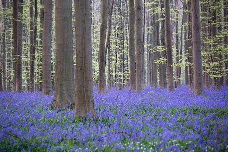 Hallerbos is a public forest. It is administered by the Agency for Nature and Forest management. Hallerbos: an ancient forest with young trees and lots of bluebells.