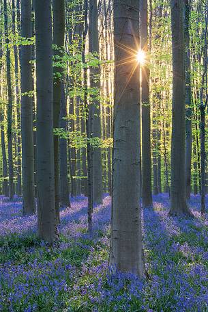 Hallerbos is a public forest. It is administered by the Agency for Nature and Forest management. Hallerbos: an ancient forest with young trees and lots of bluebells. Hallerbos is a public forest. It is administered by the Agency for Nature and Forest management. Hallerbos: an ancient forest with young trees and lots of bluebells.