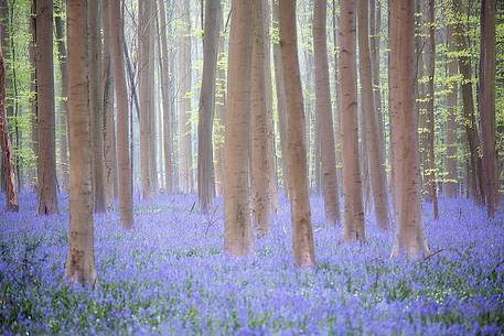 Hallerbos is a public forest. It is administered by the Agency for Nature and Forest management. Hallerbos: an ancient forest with young trees and lots of bluebells. Hallerbos is a public forest. It is administered by the Agency for Nature and Forest management. Hallerbos: an ancient forest with young trees and lots of bluebells.