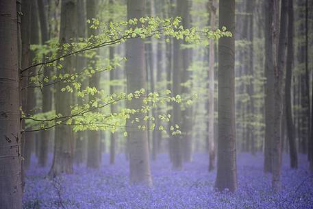 Hallerbos is a public forest. It is administered by the Agency for Nature and Forest management. Hallerbos: an ancient forest with young trees and lots of bluebells. Hallerbos is a public forest. It is administered by the Agency for Nature and Forest management. Hallerbos: an ancient forest with young trees and lots of bluebells.