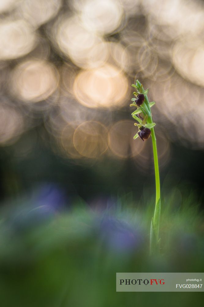 The early spider-orchid (Ophrys sphegodes) it was one of the first wild orchid to blossom of the year.