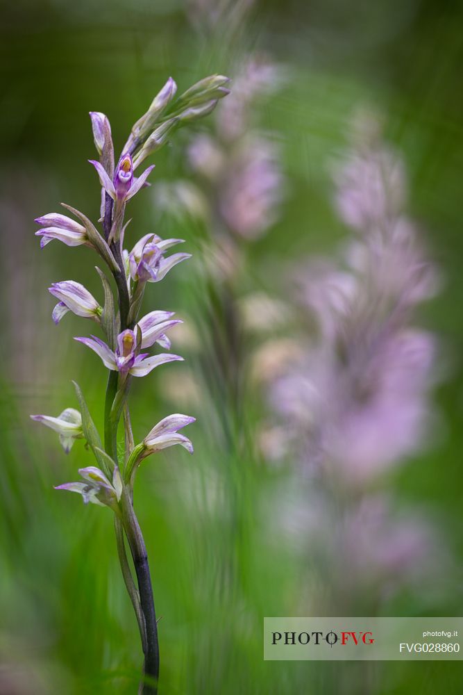 Limodorum abortivum, commonly known as Violet Limodore, is a species of myco-heterotrophic, achlorophyllous orchid and is native to central and eastern Europe, western Asia and the Mediterranean area.
