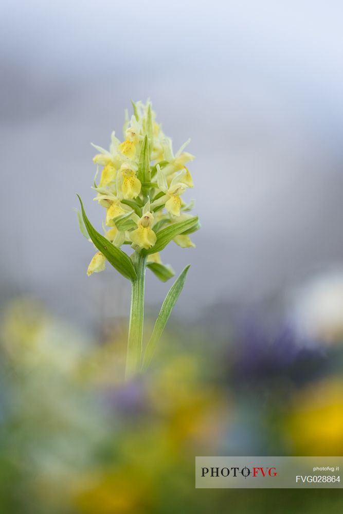 The Elder-flowered Orchid, Dactylorhiza sambucina,  wild orchid.