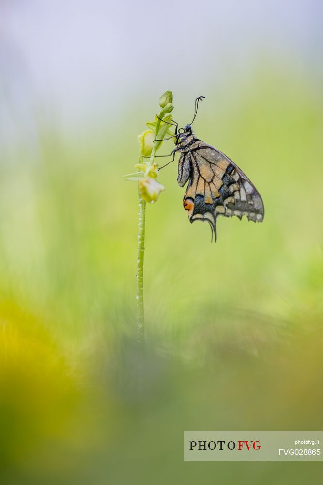 Old World swallowtail, Papilio machaon, on the wild orchid Ophrys incubacea subsp. incubacea