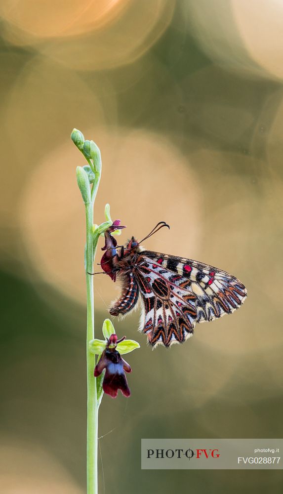 Southern festoon butterfly, Zerynthia polyxena, on Wild orchid ( Ophrys insectifera ) in the magical light