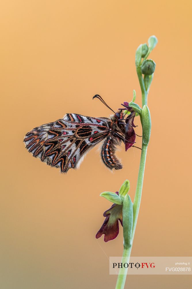 Southern festoon butterfly, Zerynthia polyxena, on Wild orchid ( Ophrys insectifera ) in the magical light