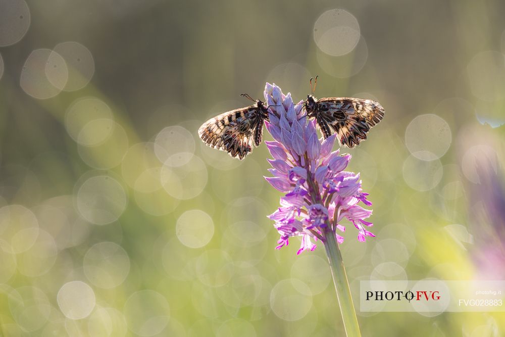 Two butterflies southern festoons ( Zerynthia polyxena) on wild orchid military orchid ( Orchis militaris )