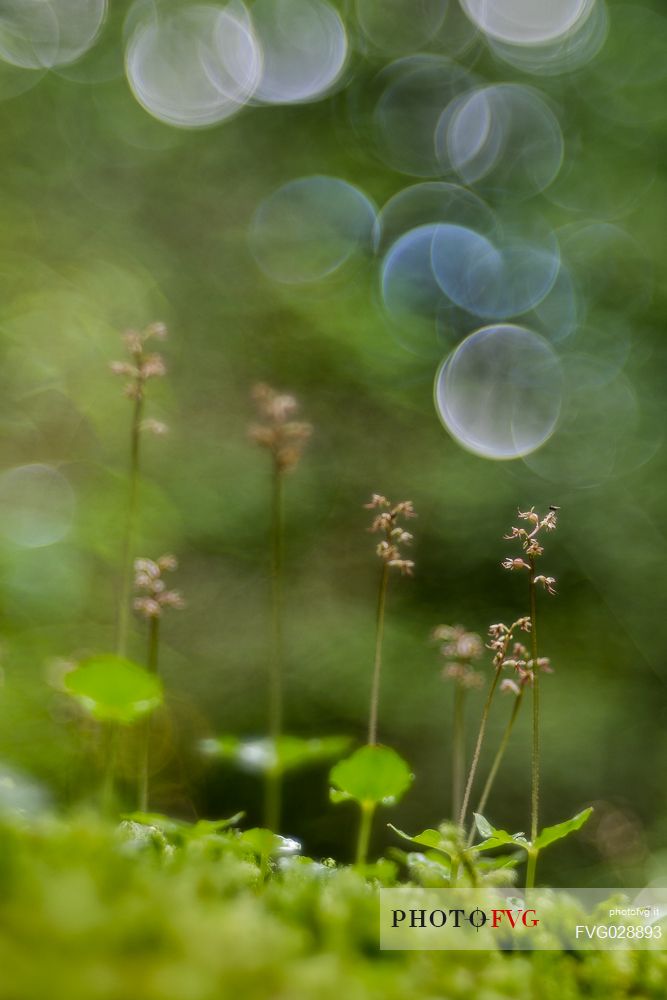 A rare orchid, the lesser twayblade or heartleaf twayblade, ( listera cordata ), Forni Avoltri, Carnia, Italy